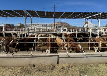Brote de gusano barrenador en Nuevo León, advertencia que fue ignorada