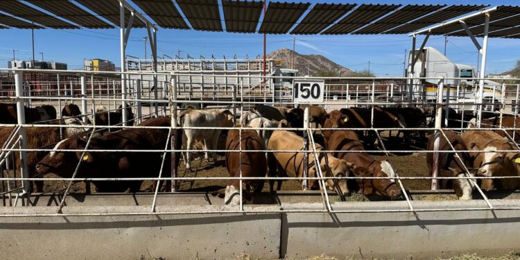 Brote de gusano barrenador en Nuevo León, advertencia que fue ignorada