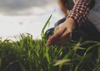 CAMPESINOS DEMANDAN MEJORAR PRESUPUESTO AL CAMPO EN EL PEF 2026