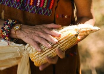 LA COUC CONFÍA EN QUE SHEINBAUM ATIENDA LA PROPUESTA DE UN PRESUPUESTO DIGNO PARA LA COMERCIALIZACIÓN DEL MAÍZ