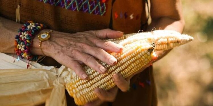 LA COUC CONFÍA EN QUE SHEINBAUM ATIENDA LA PROPUESTA DE UN PRESUPUESTO DIGNO PARA LA COMERCIALIZACIÓN DEL MAÍZ