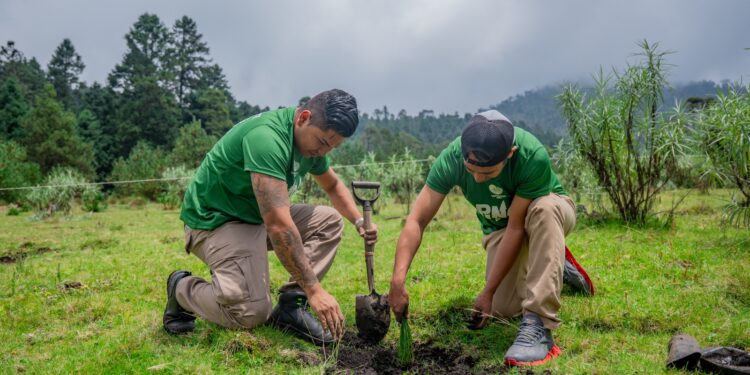 Pinol® y Fundación AlEn impulsan la reforestación para fortalecer los bosques naturales de México