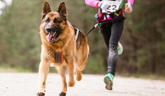 CARRERAS PERRONAS Y FERIA DE LOS ANIMALES: DIVERSIÓN, CONCIENCIA Y APOYO A LOS ALBERGUES
