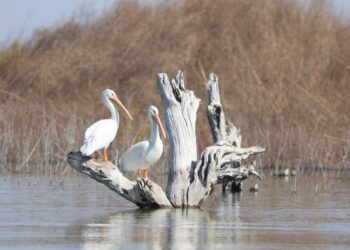COAHUILA CONMEMORA EL DÍA MUNDIAL DE LAS AVES MIGRATORIAS