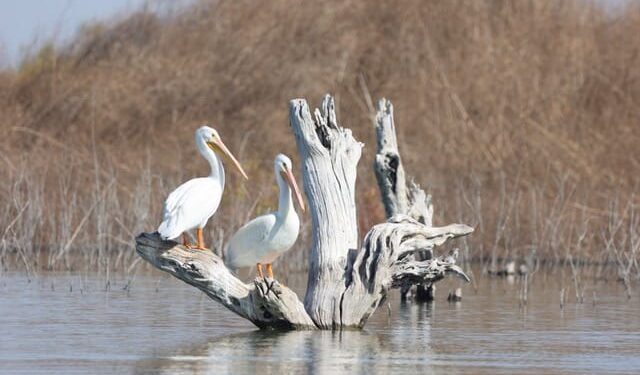 COAHUILA CONMEMORA EL DÍA MUNDIAL DE LAS AVES MIGRATORIAS