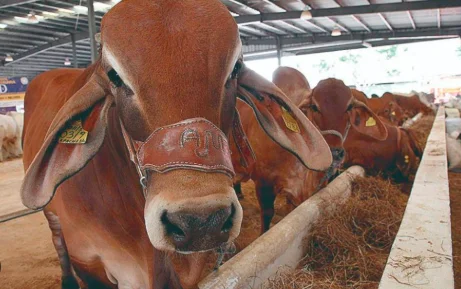 Cierre fronterizo deja pérdidas millonarias a ganaderos de Coahuila