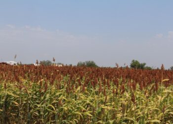PRODUCTORES VEN OPORTUNIDAD DE EXPORTAR SORGO A CHINA
