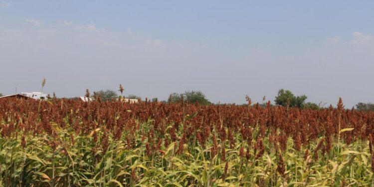 PRODUCTORES VEN OPORTUNIDAD DE EXPORTAR SORGO A CHINA
