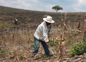 EL ABANDONO DEL GOBIERNO AL SECTOR PRIMARIO, ABRIÓ EL CAMINO A LA CORRUPCIÓN