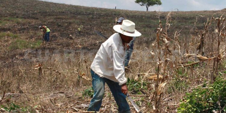 EL ABANDONO DEL GOBIERNO AL SECTOR PRIMARIO, ABRIÓ EL CAMINO A LA CORRUPCIÓN