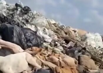 Sancionan a funcionarios de Piedras Negras por trato indigno hacia perros