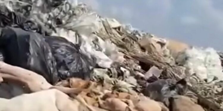 Sancionan a funcionarios de Piedras Negras por trato indigno hacia perros