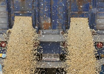 PRODUCTORES EXIGEN A LA FEDERACIÓN AMPLIAR PRESUPUESTO AL MAÍZ