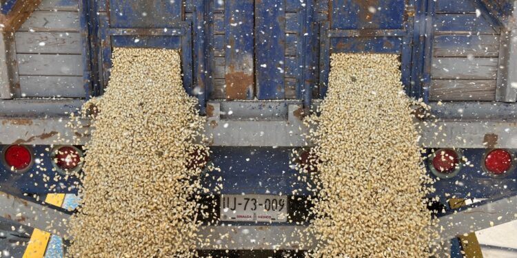 PRODUCTORES EXIGEN A LA FEDERACIÓN AMPLIAR PRESUPUESTO AL MAÍZ