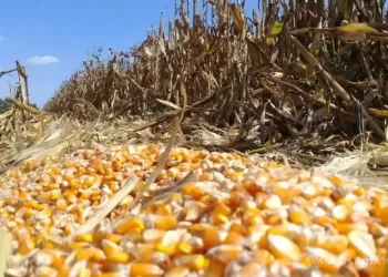 Abaratamiento de granos y ganado generan una tormenta en el agro mexicano
