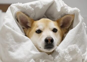 Llaman a proteger de las bajas temperaturas a las mascotas