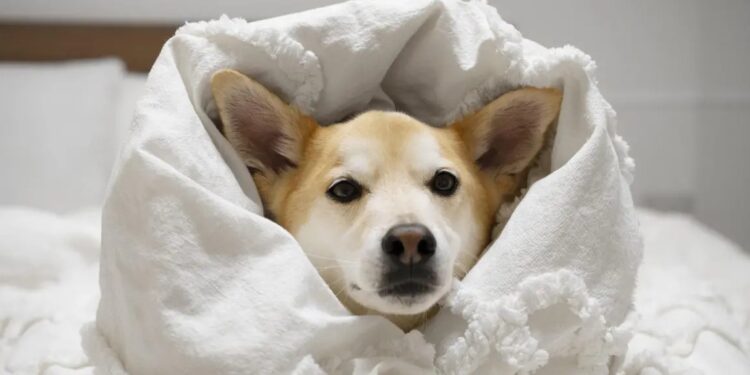 Llaman a proteger de las bajas temperaturas a las mascotas