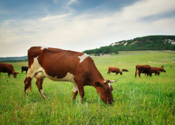 Lluvias benefician al campo en la región norte de Coahuila