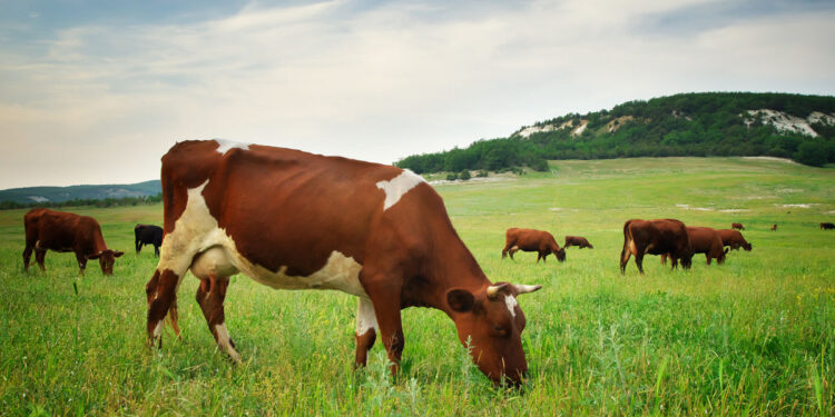 Lluvias benefician al campo en la región norte de Coahuila
