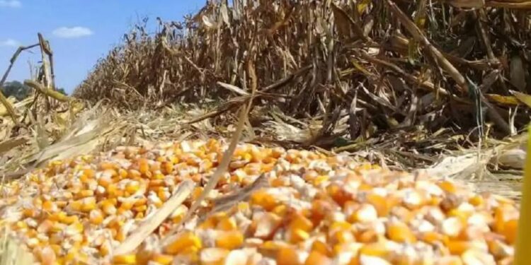 PROPUESTA DE PRODUCTORES ABRE RUTA DE CONFRONTACIÓN