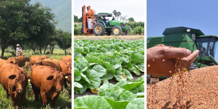 SE DESPLOMA CASI 50 POR CIENTO BALANZA COMERCIAL AGROALIMENTARIA DE MÉXICO