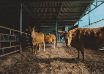 Posicionamiento de la Asociación Mexicana de Productores de Carne (AMEG) sobre las nuevas medidas de movilización derivadas de la emergencia por gusano barrenador