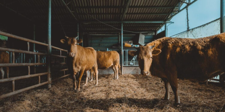 Posicionamiento de la Asociación Mexicana de Productores de Carne (AMEG) sobre las nuevas medidas de movilización derivadas de la emergencia por gusano barrenador