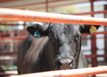 COAHUILA ATIENDE ALERTA SANITARIA POR RIESGO DE GUSANO BARRENADOR DEL GANADO