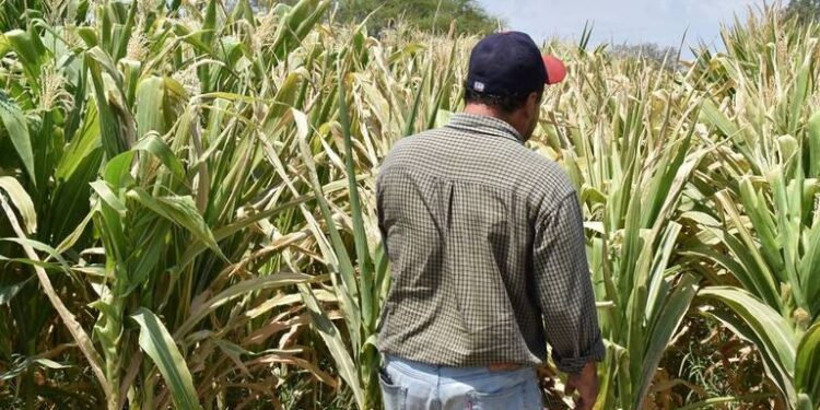 PRODUCTORES DE MAÍZ AL LÍMITE, EXIGEN RESCATE AL CAMPO
