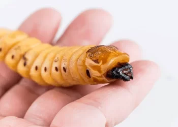 Gobierno federal reporta aumento de 500 casos de gusano barrenador en una semana