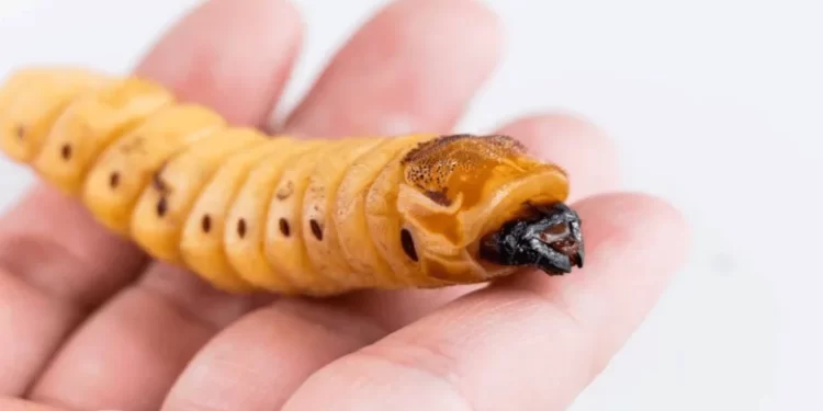 Gobierno federal reporta aumento de 500 casos de gusano barrenador en una semana