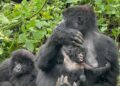 El nacimiento de gemelos de gorila en África renueva la esperanza científica