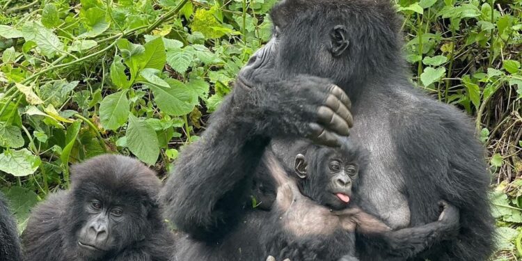 El nacimiento de gemelos de gorila en África renueva la esperanza científica