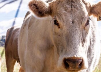 Asociación Mexicana de Productores de Carne respalda medidas contra la inflación y la carestía