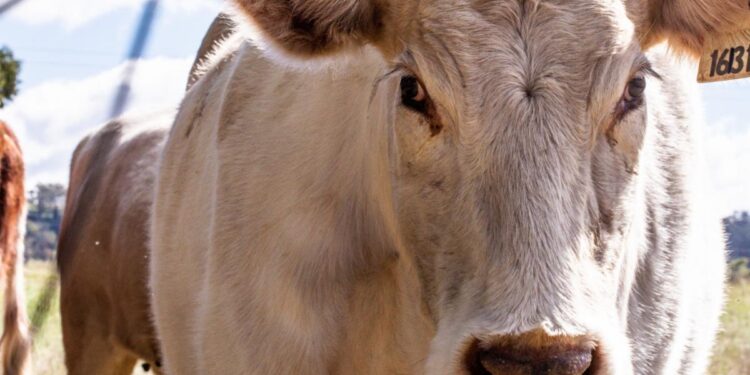 Asociación Mexicana de Productores de Carne respalda medidas contra la inflación y la carestía