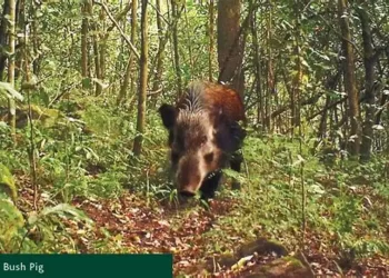 GUSANO BARRENADOR YA AFECTA FAUNA SILVESTRE