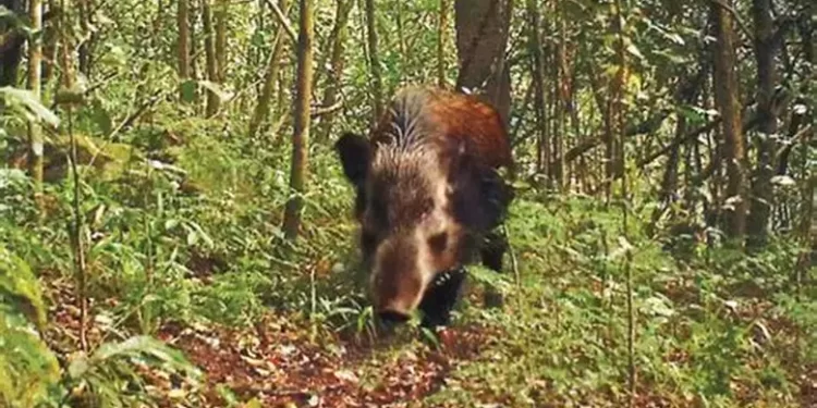 GUSANO BARRENADOR YA AFECTA FAUNA SILVESTRE