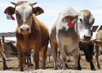 ALCANZA DETECCIÓN DE GUSANO BARRENADOR DEL GANADO A 50 POR CIENTO DE LAS ENTIDADES FEDERATIVAS