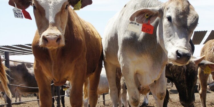 ALCANZA DETECCIÓN DE GUSANO BARRENADOR DEL GANADO A 50 POR CIENTO DE LAS ENTIDADES FEDERATIVAS