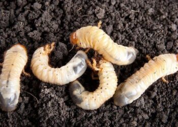 El gusano barrenador alcanza Tamaulipas: alerta en la frontera y en la exportación de ganado