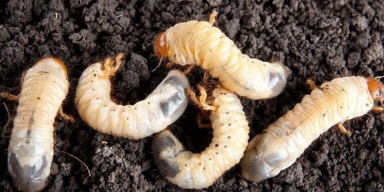 El gusano barrenador alcanza Tamaulipas: alerta en la frontera y en la exportación de ganado