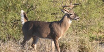 Refuerzan vigilancia en ranchos de Guerrero tras reportes de caza furtiva