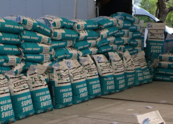 Con subsidio del 50%, entregan semilla y fertilizantes para sembrar 700 hectáreas en Piedras Negras