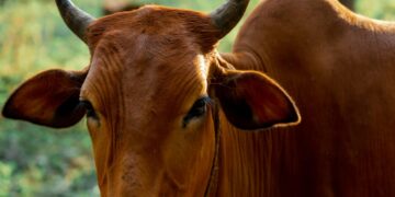 Más de un millón de cabezas sin exportar; buscan reabrir mercado ganadero con EE.UU.