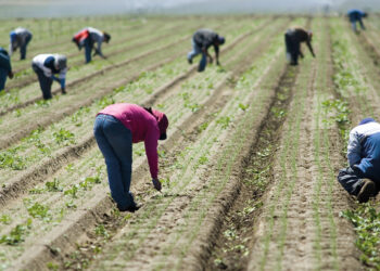 PRODUCTORES ADVIERTEN QUE EL ENCARECIMIENTO DEL COMBUSTIBLE IMPACTA FERTILIZANTES, MAQUINARIA PARA LA COSECHA Y TRANSPORTE