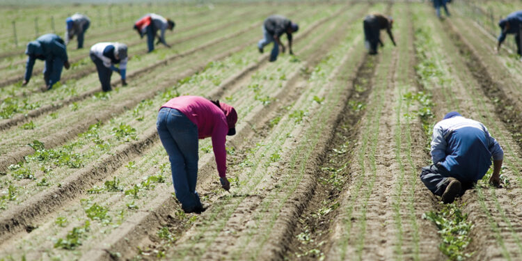 PRODUCTORES ADVIERTEN QUE EL ENCARECIMIENTO DEL COMBUSTIBLE IMPACTA FERTILIZANTES, MAQUINARIA PARA LA COSECHA Y TRANSPORTE