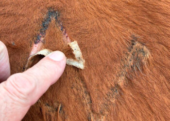 Se intensifica operativo contra el gusano barrenador en el noreste de México