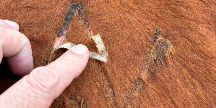 Se intensifica operativo contra el gusano barrenador en el noreste de México