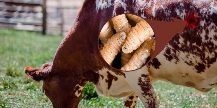 GUSANO BARRENADOR LLEGA A LOS LÍMITES CON COAHUILA