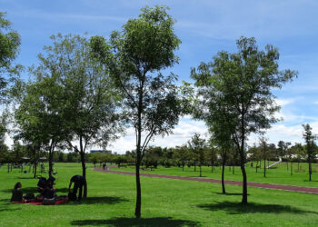 Reforestamos México impulsa agenda verde desde el programa “Ciudad Árbol del Mundo”